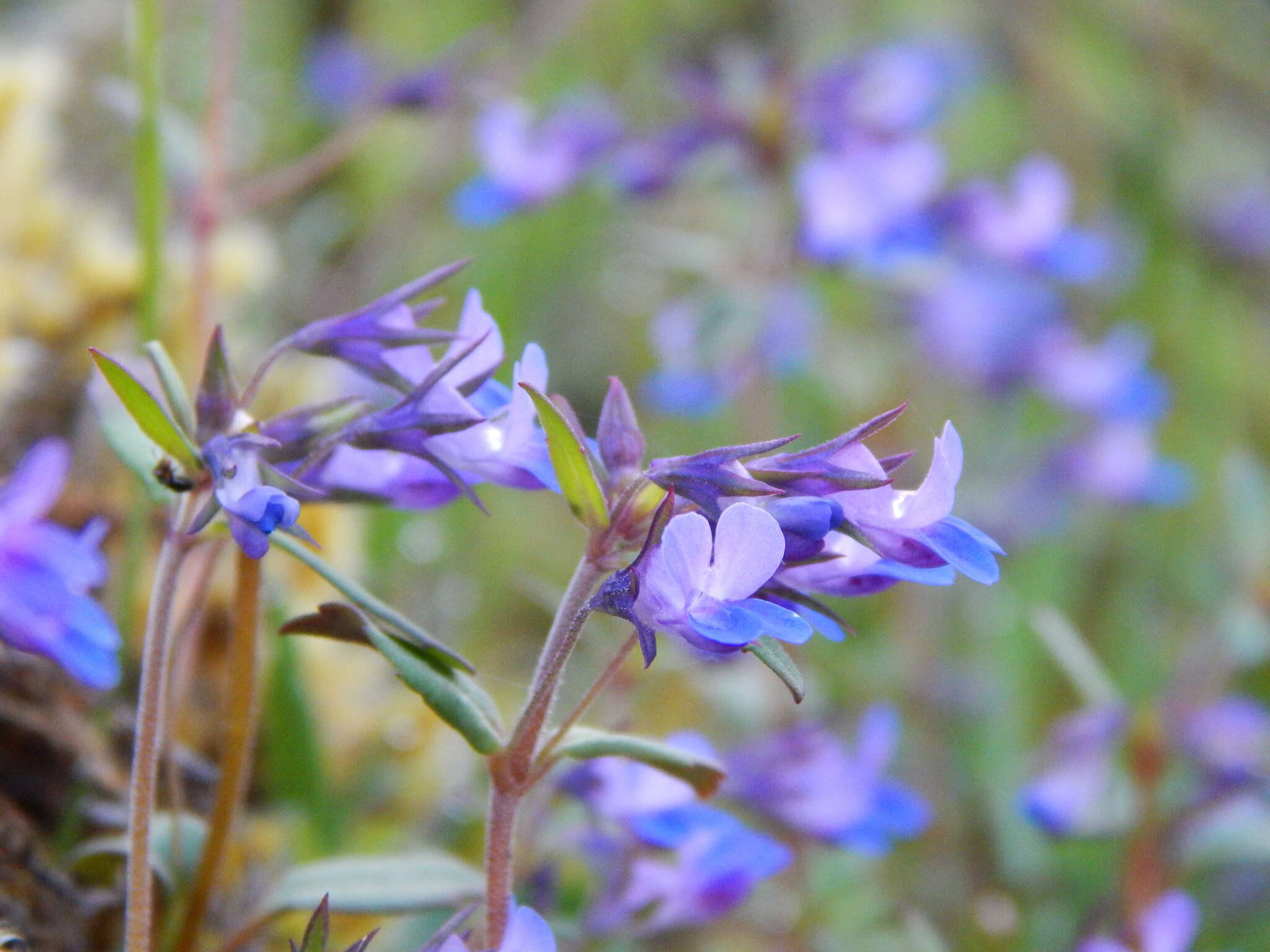 Sivun Collinsia grandiflora Dougl. ex Lindl. kuva