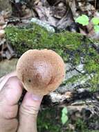 Image of Aureoboletus auriporus (Peck) Pouzar 1957