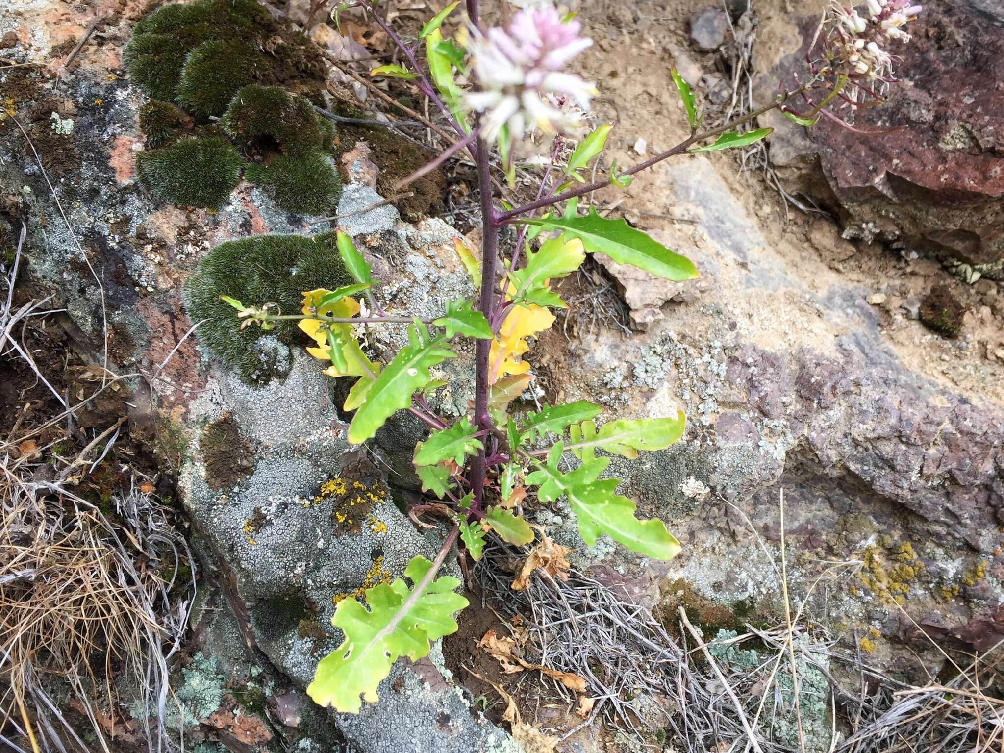 Image of cutleaf thelypody