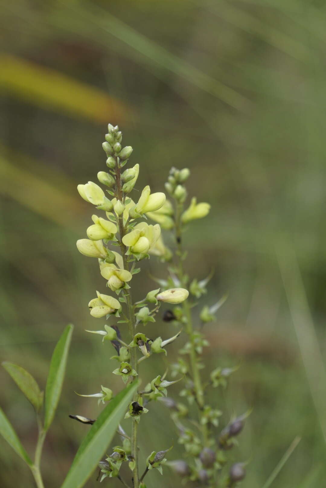 Слика од Baptisia simplicifolia Croom