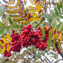 Image of Sorbus aucuparia subsp. praemorsa (Guss.) Nyman