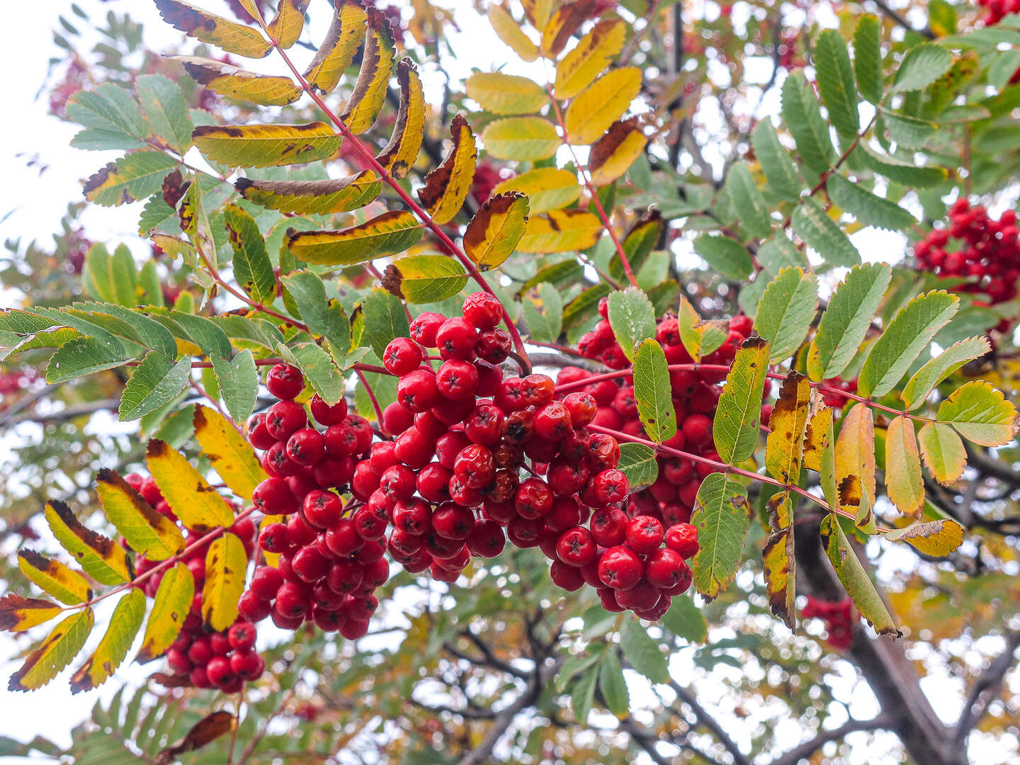 Image of Sorbus aucuparia subsp. praemorsa (Guss.) Nyman