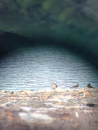 Image of ringed plover, common ringed plover