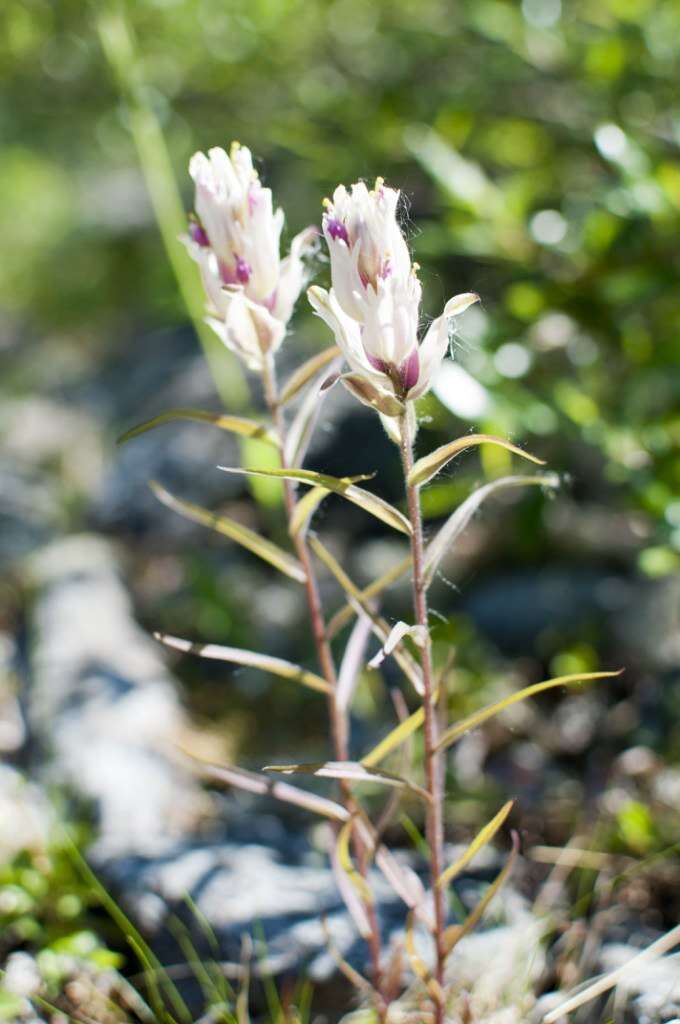 Слика од Castilleja pallida var. lapponica (Gand. ex Rebrist.) J. M. Egger