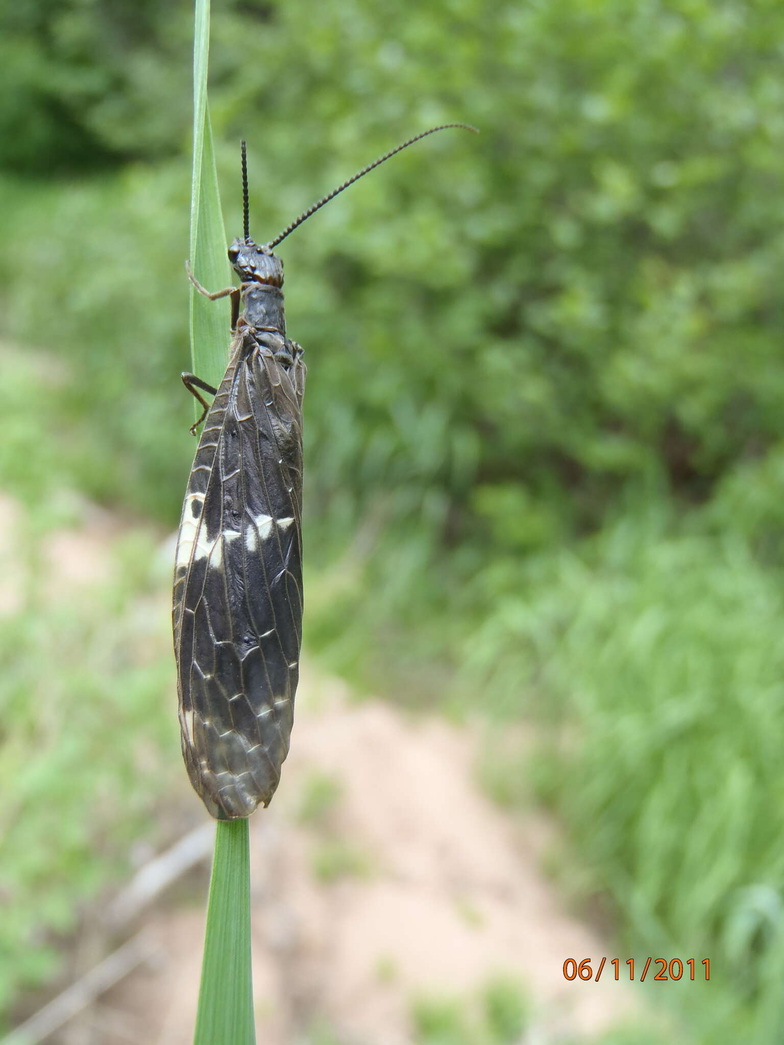 Sivun Nigronia serricornis (Say ex Keating 1824) kuva