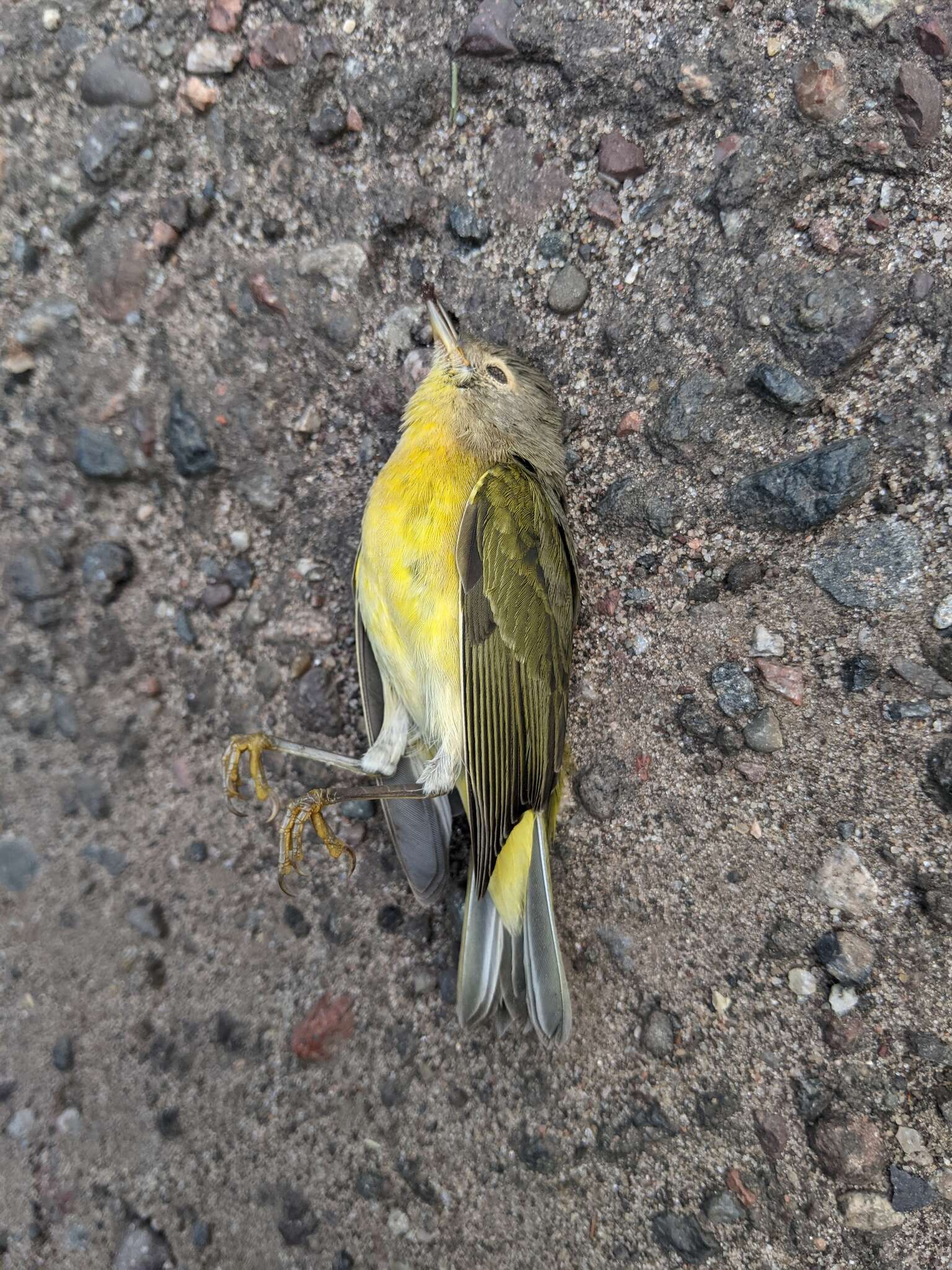 Leiothlypis ruficapilla ruficapilla (Wilson & A 1811) resmi