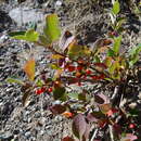 Image of Cotoneaster uniflorus Bunge