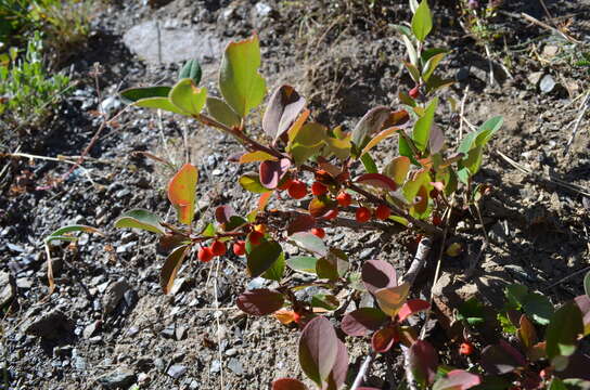 Image of Cotoneaster uniflorus Bunge