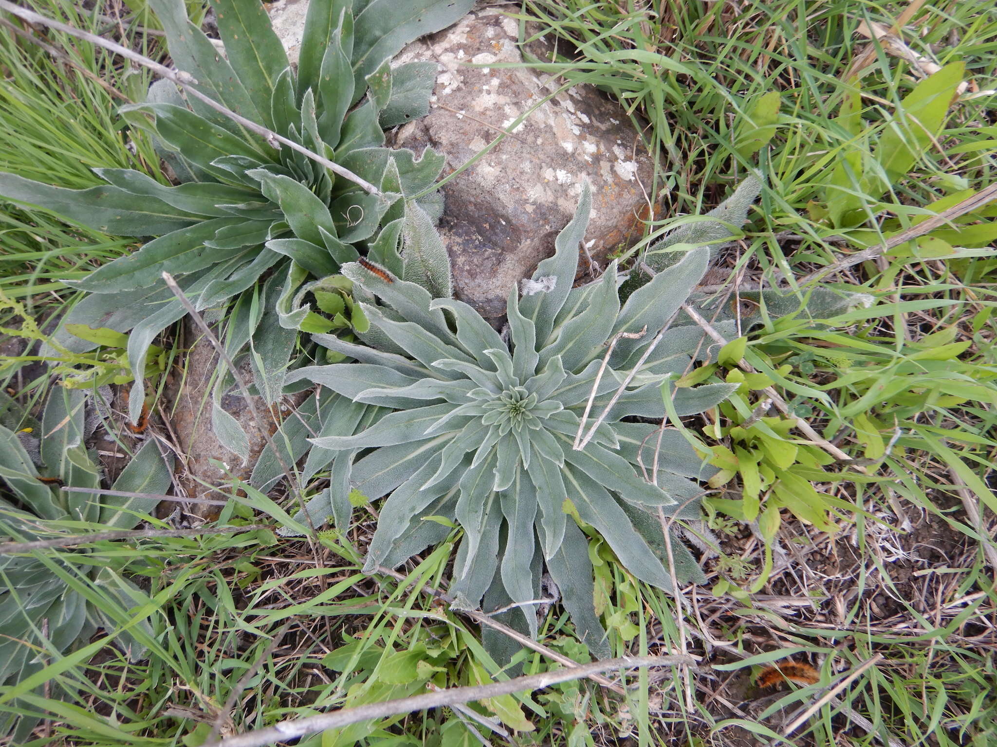 Echium glomeratum Poir.的圖片