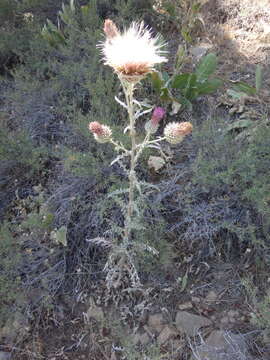 Image of Cirsium occidentale var. occidentale