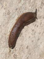 Image of Spanish slug