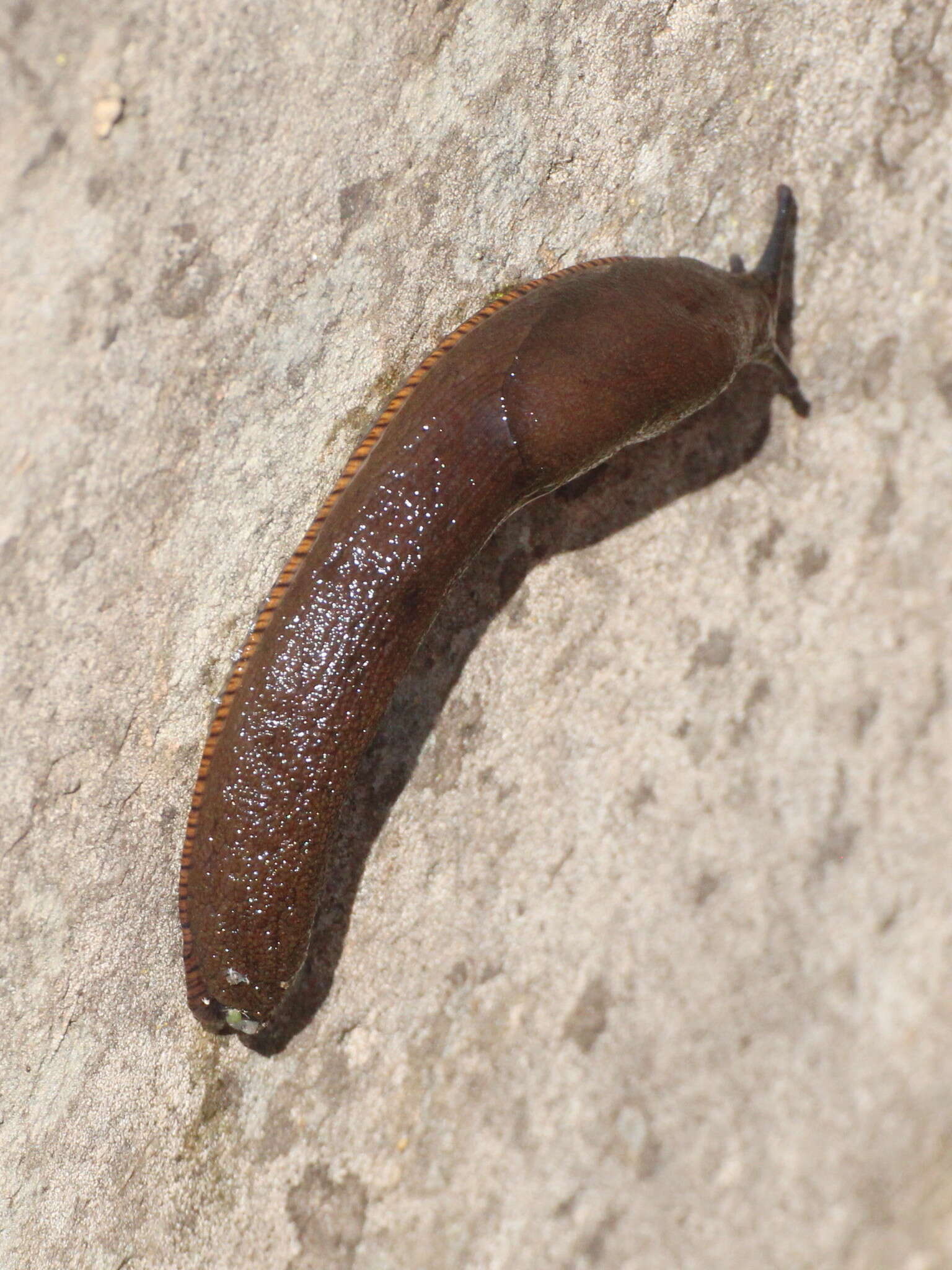 Image of Spanish slug