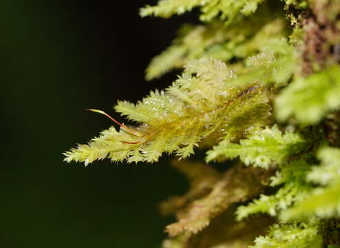 Image of Lopidium concinnum Wilson ex J. D. Hooker 1854