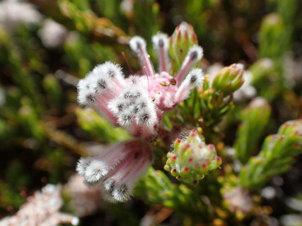 Image of Sorocephalus lanatus (Thunb.) R. Br.