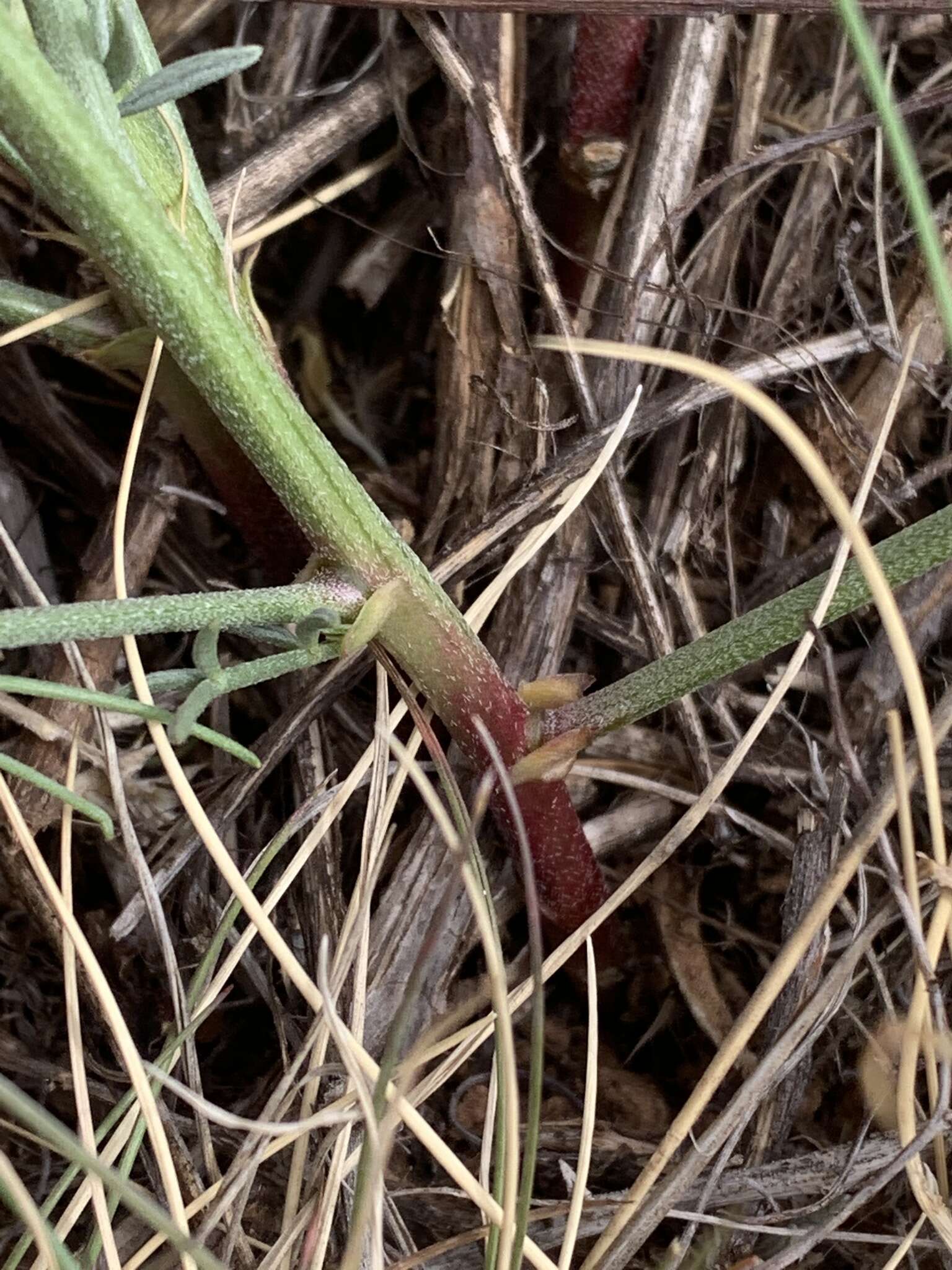 Sivun Astragalus lonchocarpus Torr. kuva