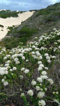 Image of Agathosma apiculata E. Mey. ex Bartl. & Wendl. fil.