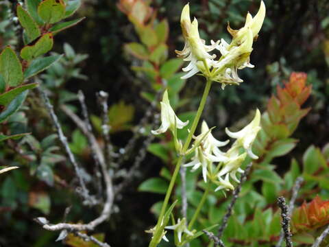 Image de Halenia major Wedd.