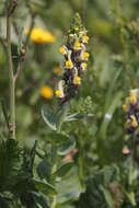 Image de Linaria triphylla (L.) Mill.