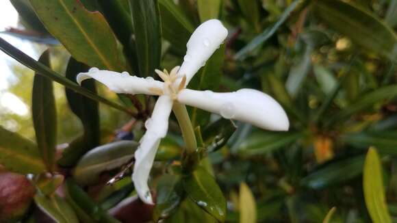 Image of Ixora homolleae Govaerts ex De Block