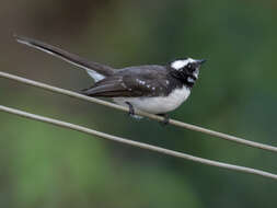 Image of White-browed Fantail