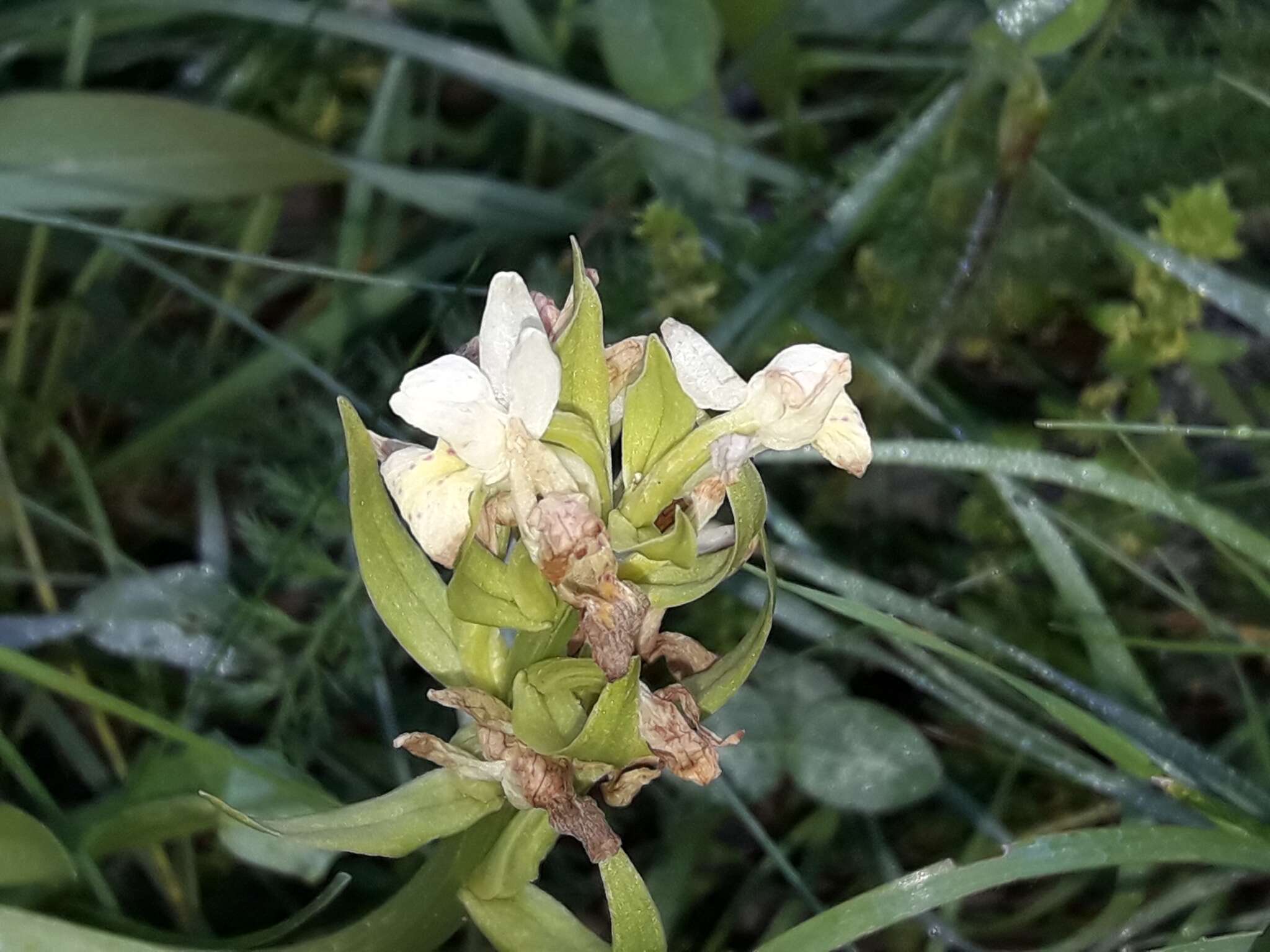 Image of Elder-flowered orchid