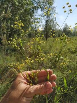 Bupleurum scorzonerifolium Willd. resmi