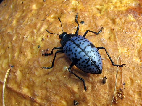 Image of <i>Gibbifer californicus</i> (Lacordaire 1842)