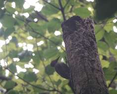 Image of Ashy Woodpecker