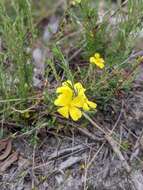 Hibbertia prostrata Hook. resmi