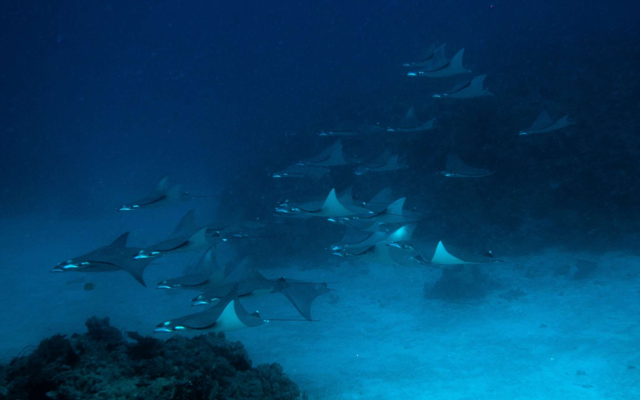 Image of Pygmy Devilray