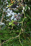 Image of Smilax elongatoumbellata Hayata