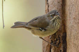 Image of Spotted Scrubwren