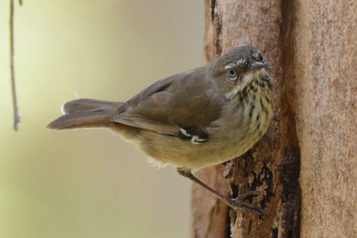 Image of Spotted Scrubwren