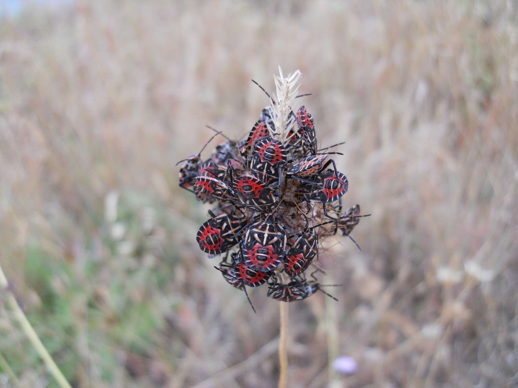 Слика од Codophila