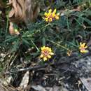 Image of Pultenaea polifolia A. Cunn.