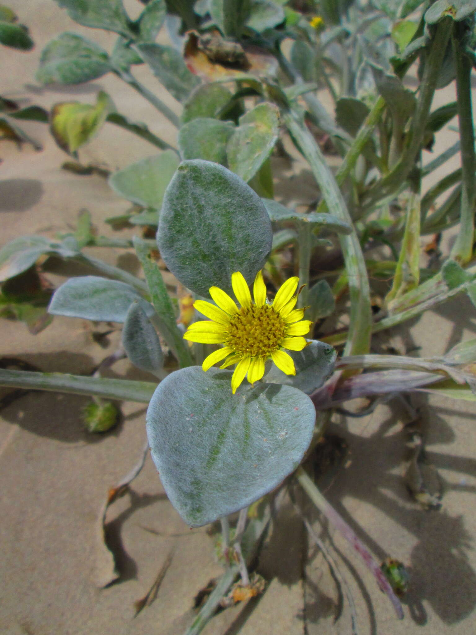 Image of Sand daisy