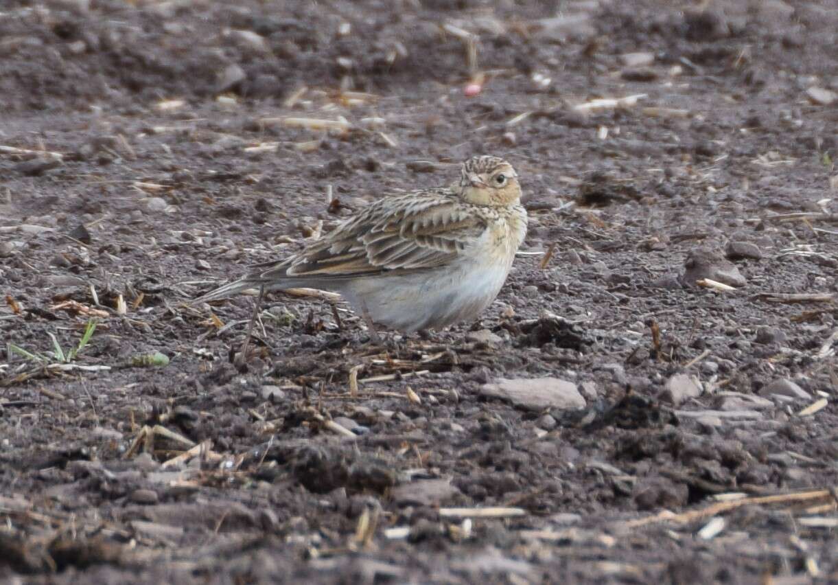 Image of Skylark