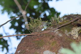 Plancia ëd Jacquiniella leucomelana (Rchb. fil.) Schltr.