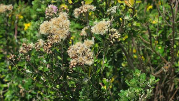 Image of Mountain vernonia