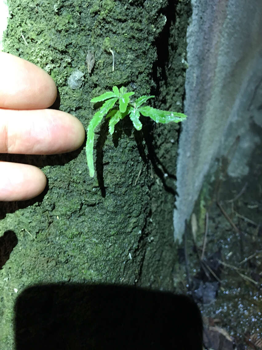 Sivun Pteris multifida Poir. kuva