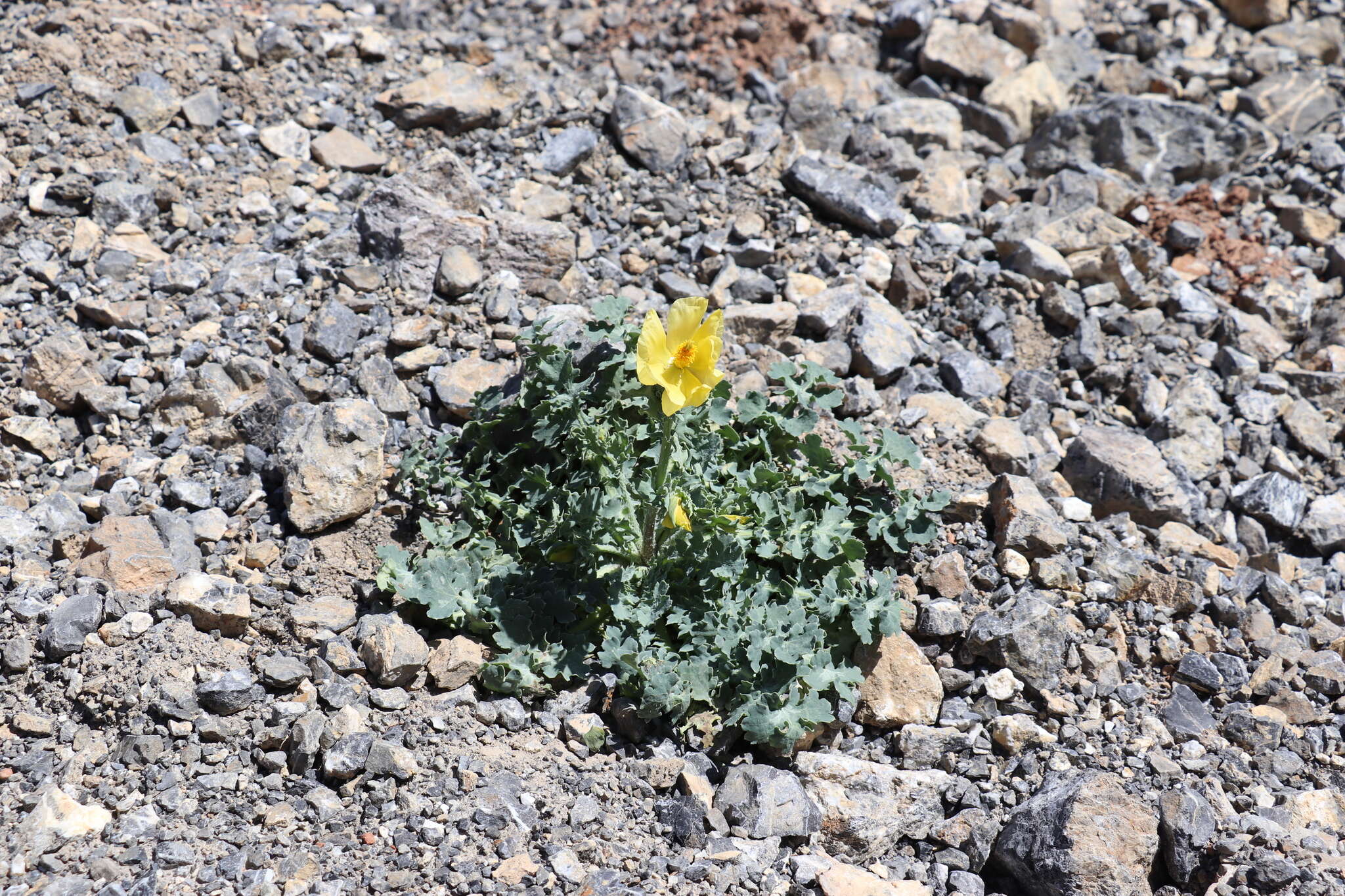 Image of Glaucium fimbrilligerum Boiss.