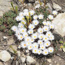 Image of Lampranthus galpiniae (L. Bol.) L. Bol.