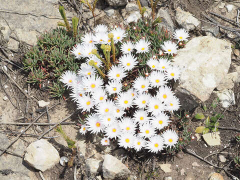 Image of Lampranthus galpiniae (L. Bol.) L. Bol.