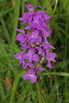 Image of Dactylorhiza baumanniana J. Hölzinger & Künkele