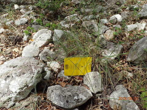 Image of Texas fescue