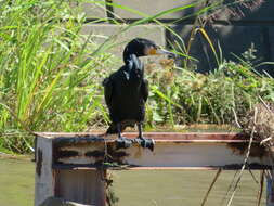 Image of Phalacrocorax carbo hanedae Kuroda & Nagamichi 1925