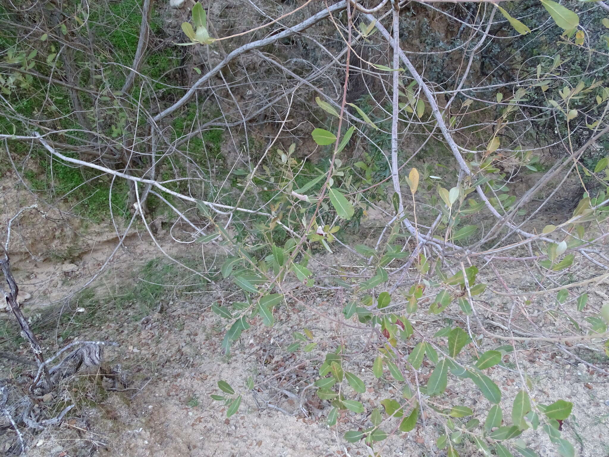 Image de Salix atrocinerea Brot.