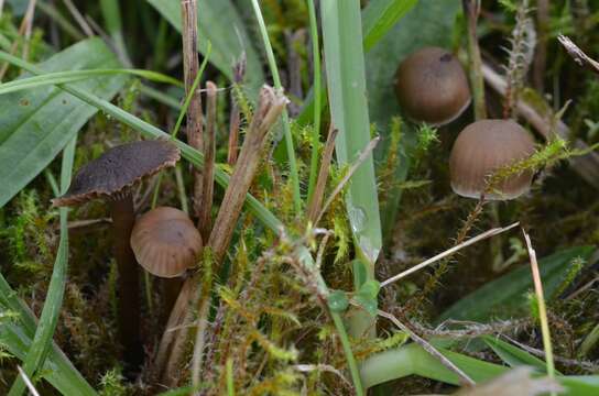 Image de Hodophilus foetens (W. Phillips) Birkebak & Adamčík 2016