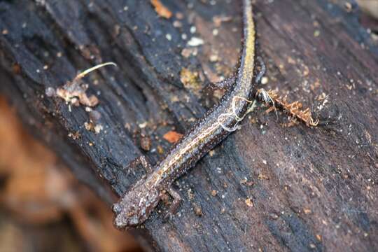 Image of Ozark Zigzag Salamander