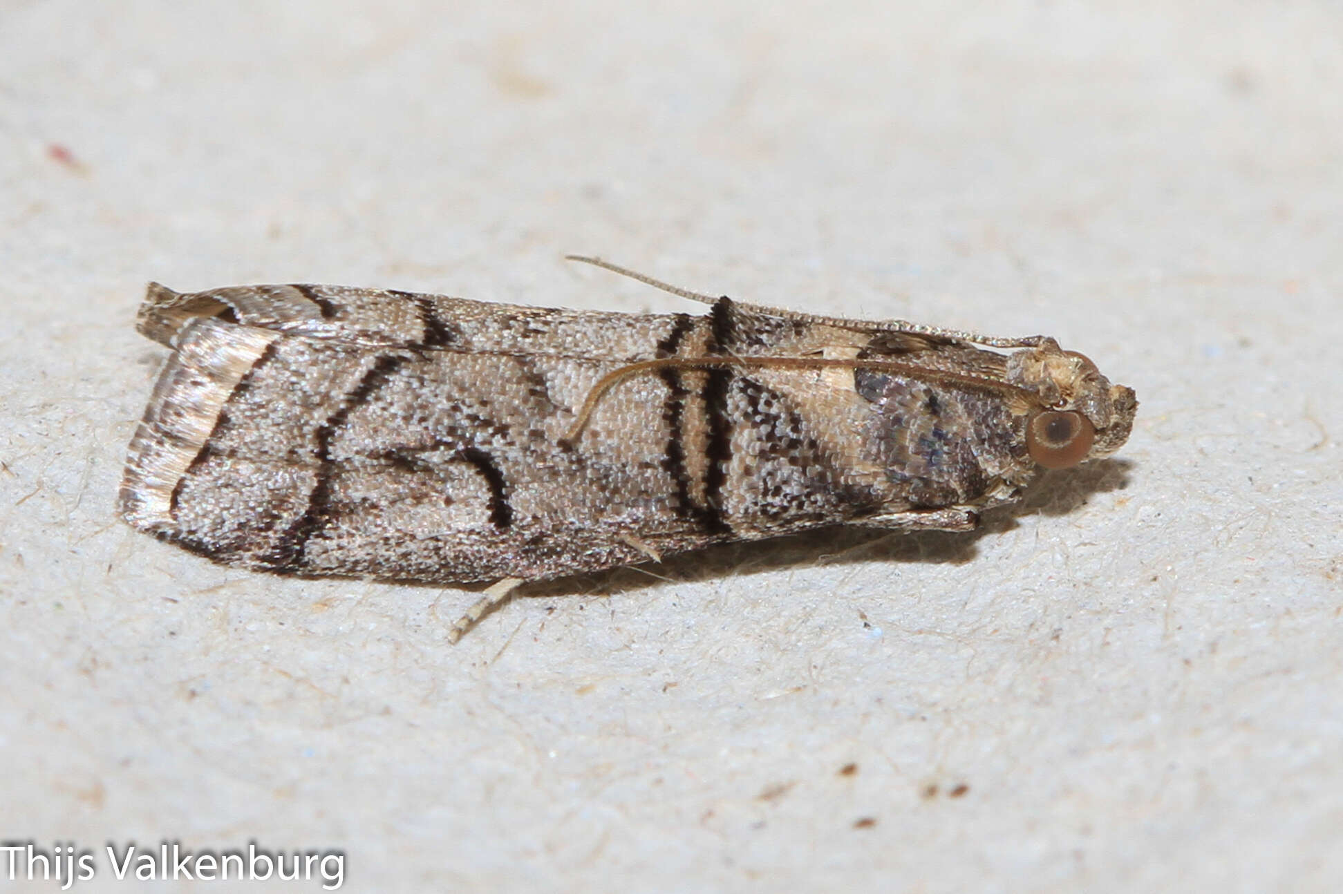 Image of Acrobasis romanella Millière 1869